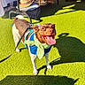 dog, pet, outdoor, sunlight, artificial_grass, happy, panting, tongue_out, brown_and_white, harness, leash, costume, bow_tie, fashionable, portrait, shadow, patio, chairs, hats, bags