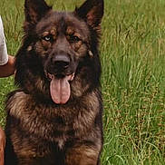 Yogi is registered to the contest to win money with this photo: dog, german_shepherd, grass, outdoor, tongue_out, ears_up, animal, pet, canine, nature, field, fur, muzzle, sitting, alert, summer, closeup, brown, black, portrait