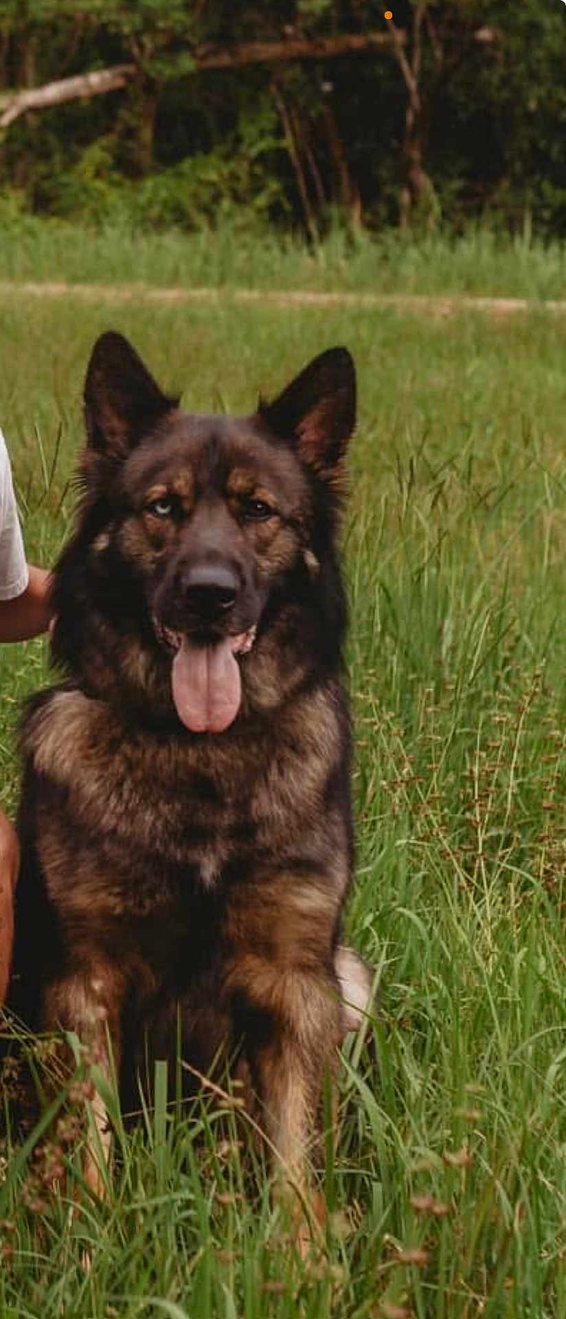 Yogi