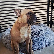 Jyno participe au concours pour gagner de l'argent avec cette photo : dog, french_bulldog, pet_bed, indoor, tile_floor, striped_blinds, brown_dog, fluffy_bed, sitting, canine, pet, animal, household, companion, looking_away, calm, seated, floor, domestic, mammal