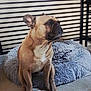 dog, french_bulldog, pet_bed, indoor, tile_floor, striped_blinds, brown_dog, fluffy_bed, sitting, canine, pet, animal, household, companion, looking_away, calm, seated, floor, domestic, mammal