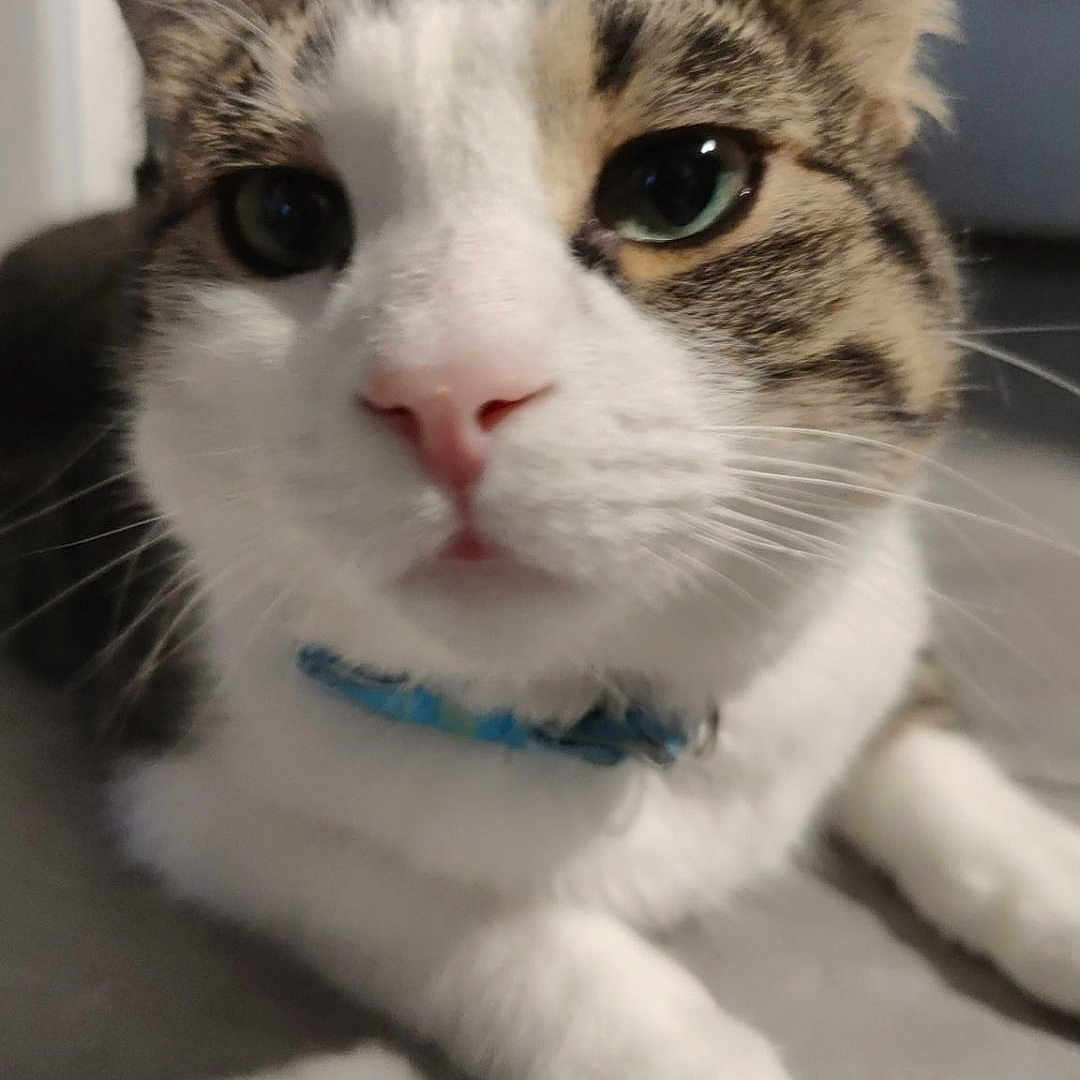 Boots Aka Booty joined the competition — help win amazing prizes! animal, cat, close_up, collar, curious, cute, domestic, eyes, face, feline, fur, indoor, laying, looking, paws, pet, portrait, tabby, whiskers, white