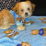 Poohbear joined the competition — help win amazing prizes! puppy, dog, blue_sweater, blanket, teddy_bear_pattern, cute, fluffy, pet, indoor, cozy, couch, fur, animal, resting, young_dog, small_dog, domestic_animal, soft_texture, comfort, lying_down