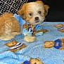 puppy, dog, blue_sweater, blanket, teddy_bear_pattern, cute, fluffy, pet, indoor, cozy, couch, fur, animal, resting, young_dog, small_dog, domestic_animal, soft_texture, comfort, lying_down