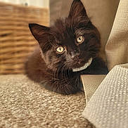 Sebastian is registered to the contest to win money with this photo: animal, black_cat, carpet, close_up, cozy, curtain, cute, eyes, feline, fur, home, indoor, kitten, pet, relaxed, resting, texture, whiskers, woven_basket, young_cat