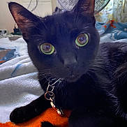 Bella joined the competition — help win amazing prizes! cat, black_cat, green_eyes, pet, animal, feline, close_up, portrait, whiskers, ears, collar, tag, lying_down, bed, blanket, indoor, bedroom, fan, colorful, alert