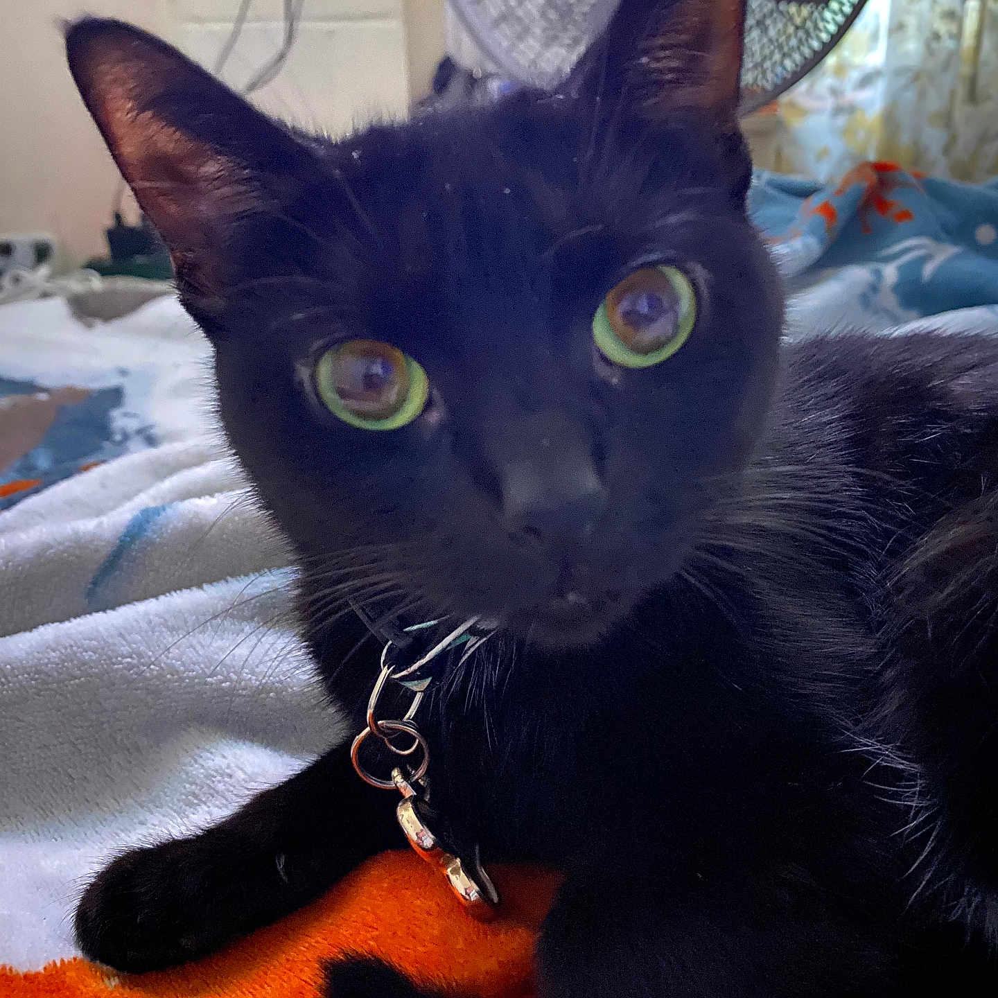 Bella