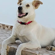 Rita a rejoint le concours — aidez-le/la à gagner de superbes lots ! animal, canine, collar, dog, ears_up, friendly, fur, happy, looking_up, lying_down, muzzle, outdoor, paws, pet, red_collar, resting, smiling, step, tiled_floor, white_dog