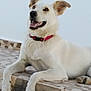 animal, canine, collar, dog, ears_up, friendly, fur, happy, looking_up, lying_down, muzzle, outdoor, paws, pet, red_collar, resting, smiling, step, tiled_floor, white_dog