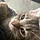 Minou