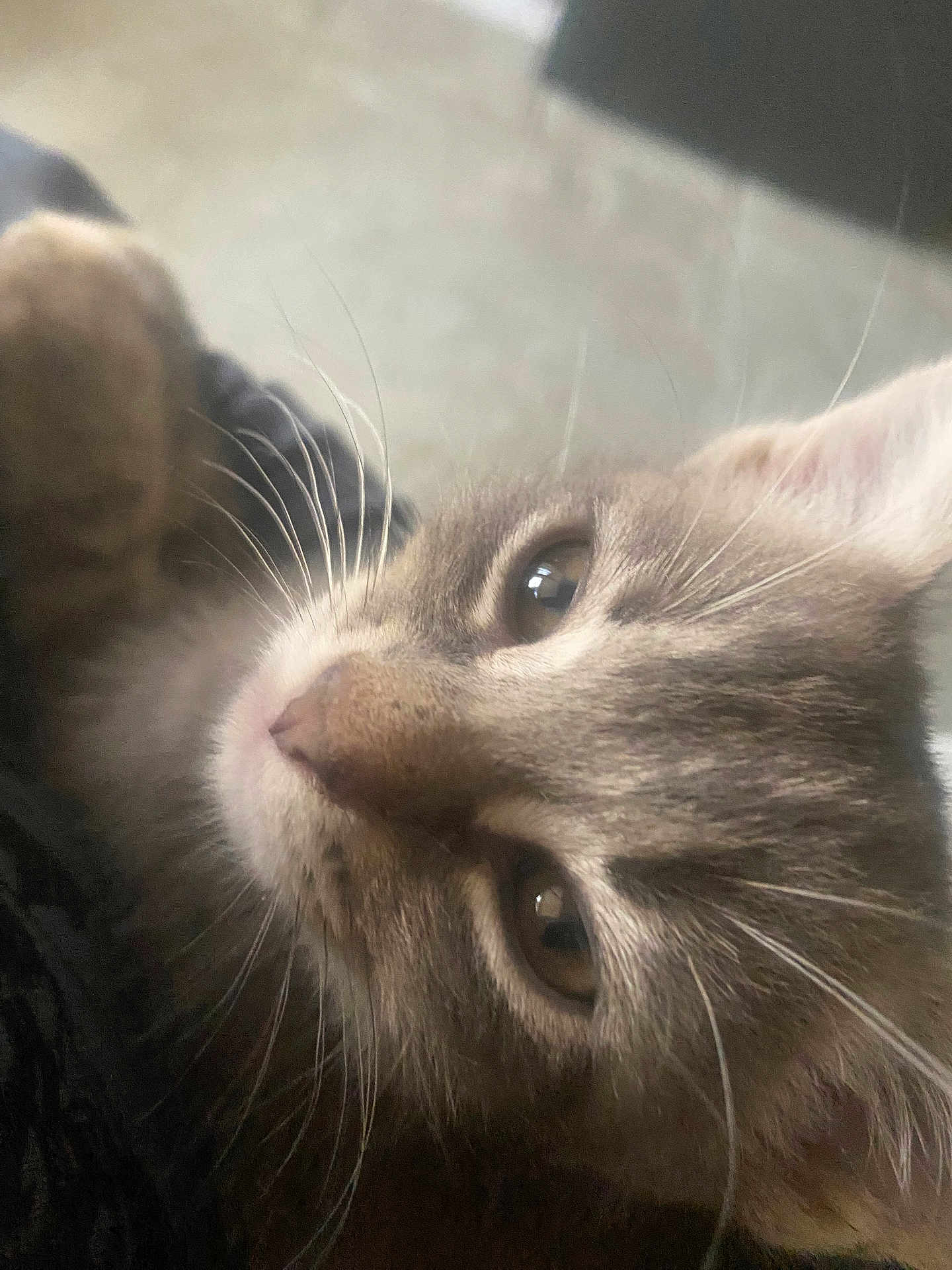 Minou