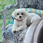 Sally participe au concours pour gagner de l'argent avec cette photo : dog, white_dog, small_dog, collar, chair, patterned_chair, indoor, window, greenery, garden, pet, fluffy, relaxed, animal, cute, furniture, seated, pink_collar, decor, portrait