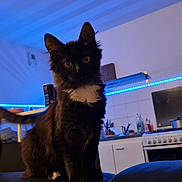 Katana a rejoint le concours — aidez-le/la à gagner de superbes lots ! cat, cats, black_cat, tabby_cat, indoor, kitchen, appliances, stove, counter, blue_light, led_strip, pets, animal, feline, curious, walking, sitting, domestic, home, cozy