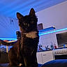 cat, cats, black_cat, tabby_cat, indoor, kitchen, appliances, stove, counter, blue_light, led_strip, pets, animal, feline, curious, walking, sitting, domestic, home, cozy