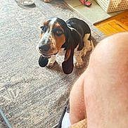 Beauregard is registered to the contest to win money with this photo: basset_hound, cozy, curious, dog, dog_bed, ears, floor, home, indoor, knee, looking_up, person, pet, puppy, rug, sandal, spots, toy_basket, white_socks, wooden_floor