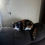 Zoey joined the competition — help win amazing prizes! animal, calico_cat, cat, closeup, couch, curious, domestic_animal, feline, fur, furniture, home, indoor, looking, pet, relaxing, tail, texture, wall, whiskers, wind_chime