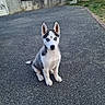 puppy, dog, siberian_husky, blue_eyes, sitting, asphalt, driveway, outdoor, garden, wall, greenery, pet, animal, young, fur, ears, cute, attentive, daylight, nature