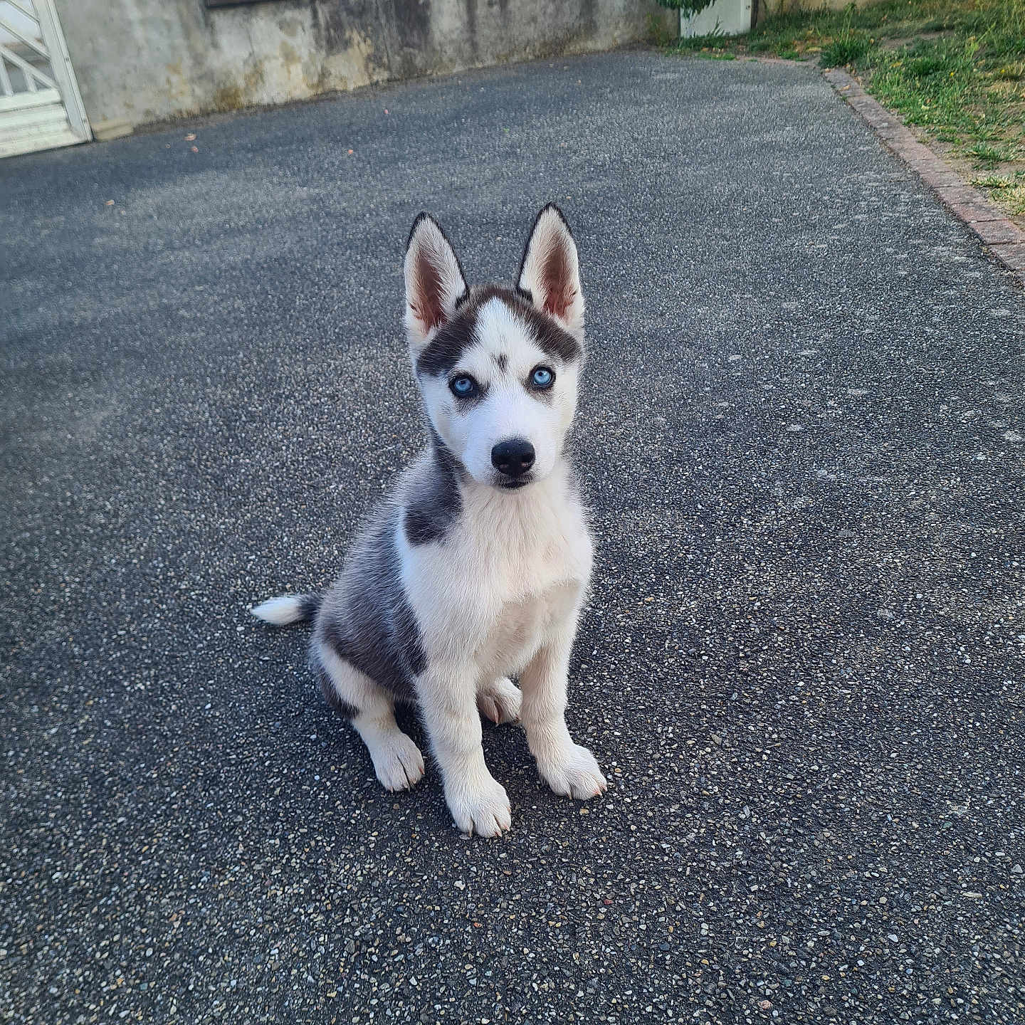Bolt participe au concours pour gagner de l'argent avec cette photo : puppy, dog, siberian_husky, blue_eyes, sitting, asphalt, driveway, outdoor, garden, wall, greenery, pet, animal, young, fur, ears, cute, attentive, daylight, nature