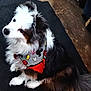 Casey is registered to the contest to win money with this photo: dog, fluffy, bandana, mickey_mouse, pet, indoor, curious, sitting, fur, black, white, brown, animal, cute, looking_up, floor, rug, ears, tail, portrait