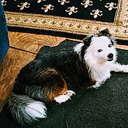 Casey joined the competition — help win amazing prizes! dog, animal, pet, indoor, floor, mat, fur, black_and_white, curious, resting, looking_back, cozy, wooden_floor, rug, tail, ears, companion, domestic, mammal, cute