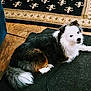 dog, animal, pet, indoor, floor, mat, fur, black_and_white, curious, resting, looking_back, cozy, wooden_floor, rug, tail, ears, companion, domestic, mammal, cute