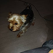 Souppy a rejoint le concours — aidez-le/la à gagner de superbes lots ! dog, yorkshire_terrier, small_dog, indoor, wooden_floor, pet, animal, blur, motion, cable, playful, fur, walking, brown, black, tan, canine, domestic, companion, cute