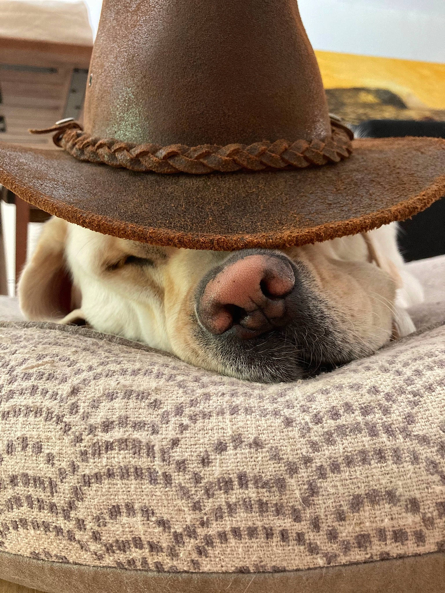Lou is registered to the contest to win money with this photo: cap, comfort, companion_dog, costume_hat, cowboy_hat, dog, dog_breed, facial_hair, fashion_accessory, fawn, fedora, fur, hat, snout, sun_hat, terrestrial_animal, wood, working_animal, woven_fabric, wrinkle