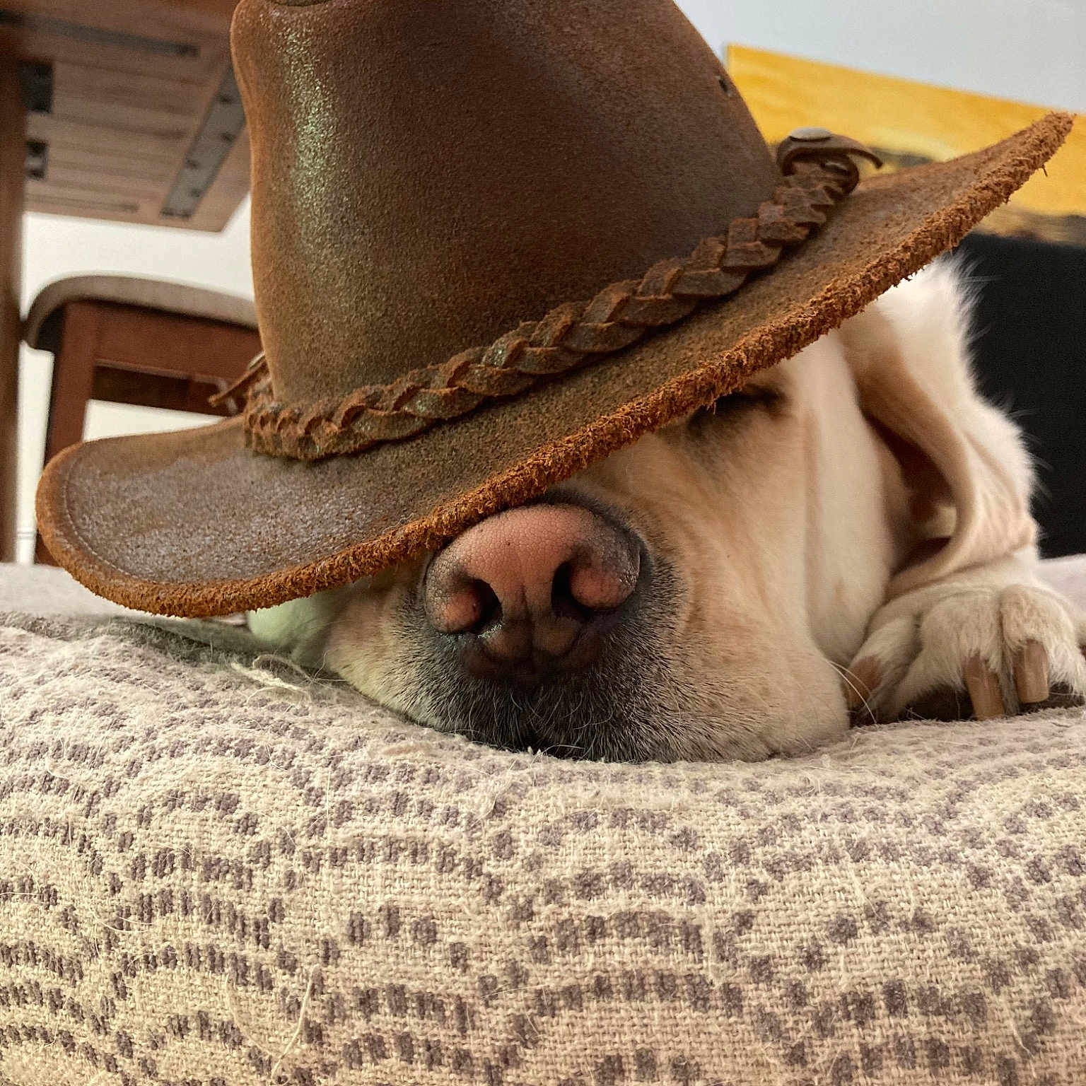 Lou joined the competition — help win amazing prizes! beard, cap, comfort, costume_hat, cowboy_hat, facial_hair, fashion_accessory, fedora, flesh, fur, hat, natural_material, sun_hat, terrestrial_animal, wood, working_animal