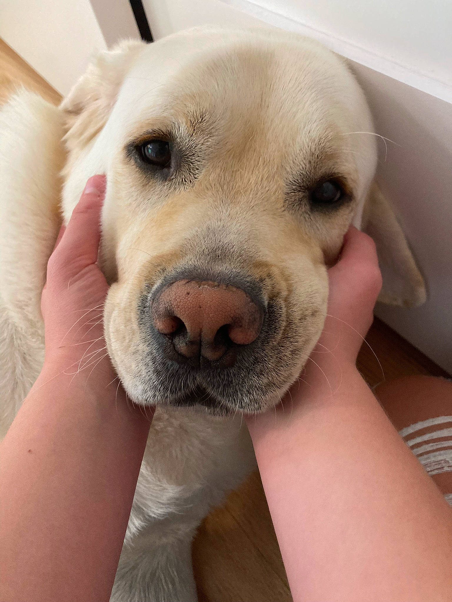 Lou joined the competition — help win amazing prizes! canidae, carnivore, comfort, companion_dog, dog, dog_breed, fawn, fur, gesture, happy, jaw, labrador_retriever, nail, non_sporting_group, paw, selfie, snout, sporting_group, whiskers, working_animal