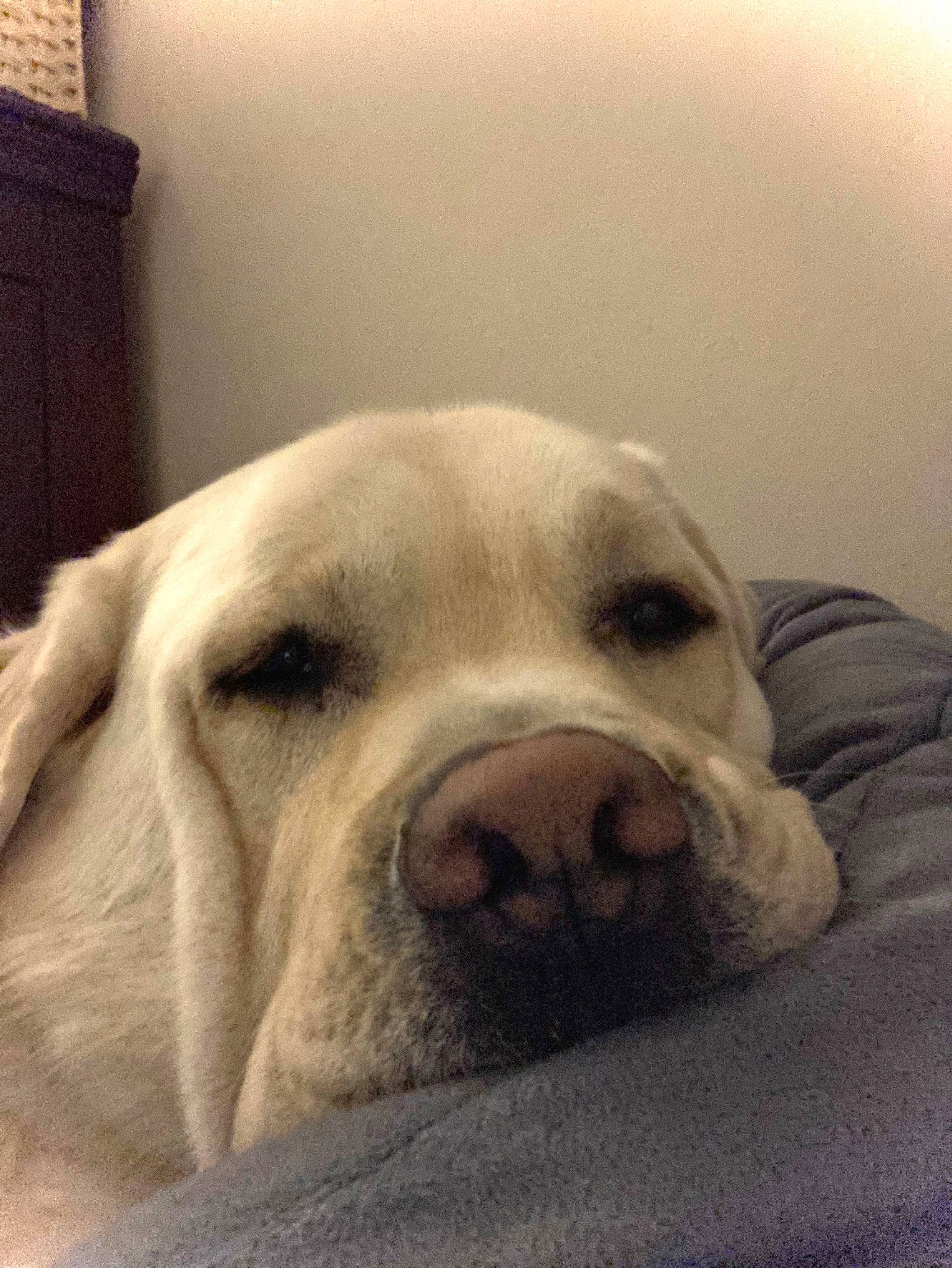 Lou joined the competition — help win amazing prizes! bored, canidae, carnivore, cloud, comfort, companion_dog, dog, dog_breed, fawn, fur, jaw, monochrome_photography, nap, non_sporting_group, sky, snout, sporting_group, terrestrial_animal, whiskers, working_animal