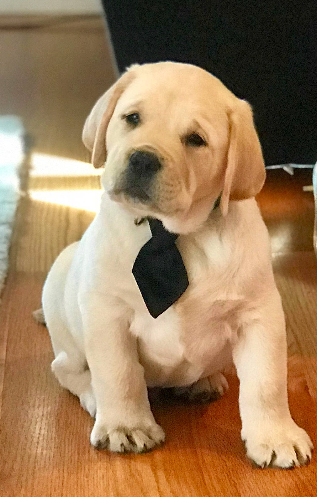 Lou joined the competition — help win amazing prizes! canidae, carnivore, companion_dog, dog, dog_breed, fawn, flooring, fur, hardwood, labrador_retriever, pet_supply, puppy, snout, sporting_group, tail, terrestrial_animal, whiskers, wood, wood_flooring, working_animal