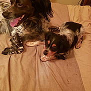 Scooby a rejoint le concours — aidez-le/la à gagner de superbes lots ! animal, bed, bedroom, black, blanket, brown, canine, comfort, cute, dog, domestic_animal, fur, indoor, lying_down, pet, puppy, resting, spots, two_animals, white