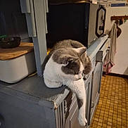 Chanel a rejoint le concours — aidez-le/la à gagner de superbes lots ! animal, cabinet, casual, cat, cozy, domestic, feline, gray_and_white, home, household, indoor, kitchen, lounging, paw_dangling, pet, quiet, relaxed, resting, tiled_floor, wooden_furniture