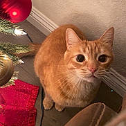 Max joined the competition — help win amazing prizes! cat, orange_cat, tabby, christmas_tree, christmas_ornaments, red_ornament, gold_ornament, tree_skirt, wooden_floor, indoor, holiday, decorations, pet, whiskers, curious, wide_eyes, feline, animal, cute, festive