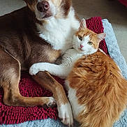 Uby participe au concours pour gagner de l'argent avec cette photo : dog, cat, pet, animal, furry, snuggling, indoor, floor, mat, orange_cat, brown_dog, white_fur, fluffy, cute, companion, resting, domestic, friendship, relaxed, paw