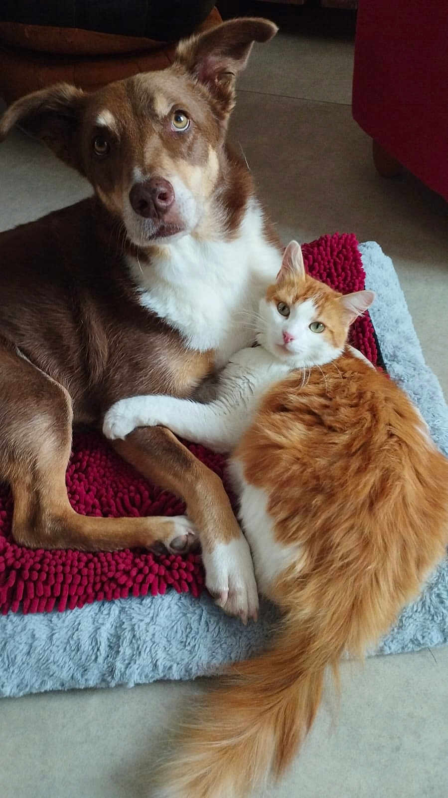 Uby participe au concours pour gagner de l'argent avec cette photo : dog, cat, pet, animal, furry, snuggling, indoor, floor, mat, orange_cat, brown_dog, white_fur, fluffy, cute, companion, resting, domestic, friendship, relaxed, paw