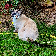 Gros participe au concours pour gagner de l'argent avec cette photo : cat, blue_eyes, grass, garden, flowers, greenery, outdoor, animal, pet, nature, yellow_hose, fur, sitting, alert, mammal, wildlife, plant, leaf, stone_wall, daylight