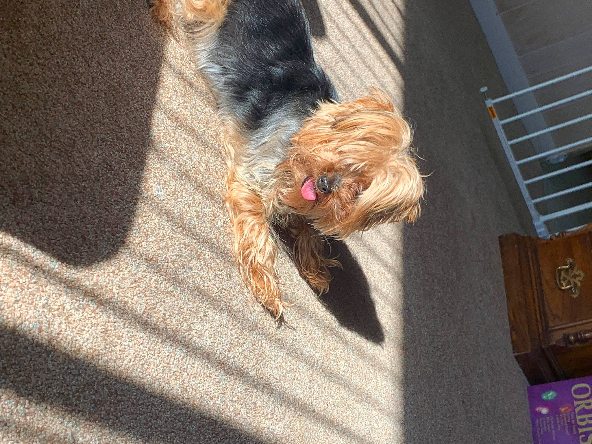 Deedee is registered to the contest to win money with this photo: canidae, carnivore, companion_dog, dog, dog_breed, dog_supply, fawn, flooring, fur, leash, liver, mammal, road_surface, small_terrier, snout, sporting_group, terrier, toy_dog, wood, yorkshire_terrier