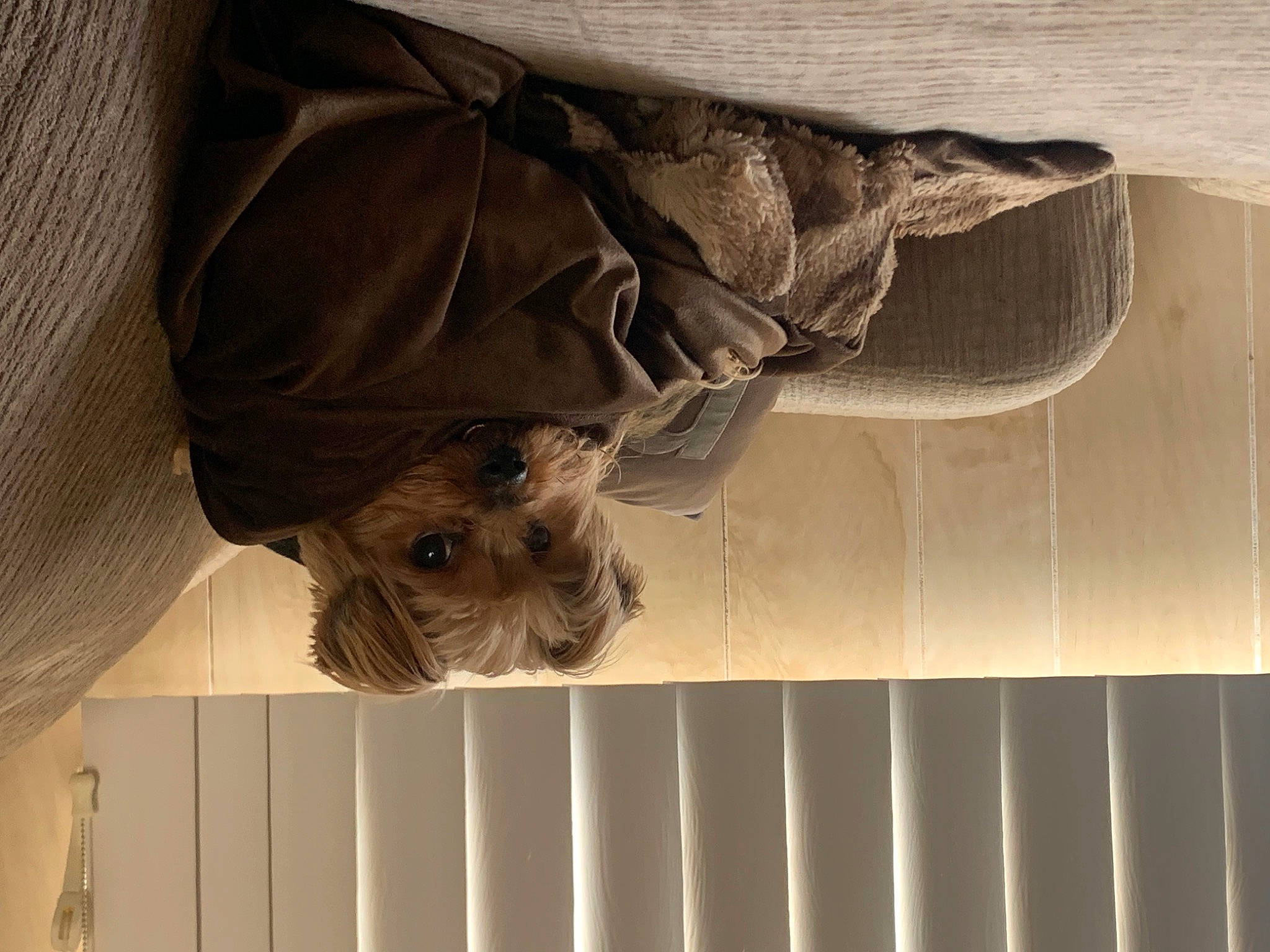 Deedee is registered to the contest to win money with this photo: brown, canidae, carnivore, comfort, companion_dog, dog, dog_breed, fawn, felidae, fur, grey, hardwood, linens, liver, room, sporting_group, tints_and_shades, toy_dog, window, wood