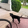 dog, puppy, black_dog, porch, wooden_floor, rug, green_bush, trees, outdoor, grass, smiling, tongue_out, pet, nature, yard, house, daytime, animal, canine, playful