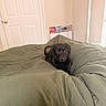 Raven joined the competition — help win amazing prizes! dog, puppy, black_dog, bed, comforter, green_bedding, indoor, room, door, window, light, cozy, furniture, resting, pet, animal, curious, cute, young_dog, calm