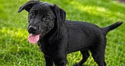 Raven is registered to the contest to win money with this photo: puppy, dog, black_dog, grass, outdoor, greenery, flower_bed, pink_flowers, happy, tongue_out, pet, young_dog, curious, animal, nature, summer, playful, canine, close_up, portrait