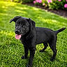 puppy, dog, black_dog, grass, outdoor, greenery, flower_bed, pink_flowers, happy, tongue_out, pet, young_dog, curious, animal, nature, summer, playful, canine, close_up, portrait