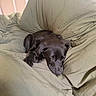 Raven is registered to the contest to win money with this photo: dog, puppy, sleeping, black_dog, cushion, bed, indoor, cozy, resting, nap, soft, fur, relaxation, comfort, animal, pet, home, light, peaceful, quiet