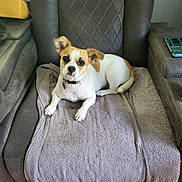 Soshi is registered to the contest to win money with this photo: dog, pet, indoor, recliner, towel, brown_and_white, small_dog, relaxed, looking_at_camera, furniture, cozy, ears, collar, home, comfort, animal, domestic_animal, cute, resting, living_room