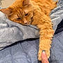 cat, orange_cat, paw, finger, blanket, blue_blanket, furry, relaxed, indoor, bed, soft_texture, pet, cute, animal, resting, close_up, human_hand, cozy, sleepy, touch
