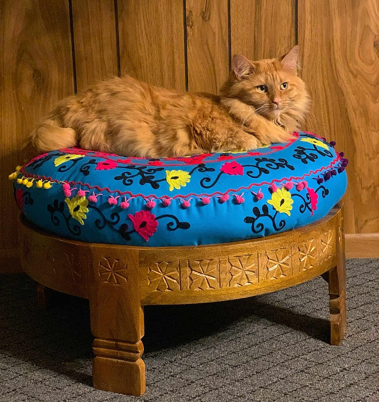 Katie Cat