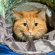 Katie Cat joined the competition — help win amazing prizes! cat, orange_cat, fluffy, pet, animal, indoor, curious, wide_eyes, ears, fabric, tunnel, cozy, closeup, feline, whiskers, soft, colorful, pattern, leafy_background, cute