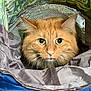 cat, orange_cat, fluffy, pet, animal, indoor, curious, wide_eyes, ears, fabric, tunnel, cozy, closeup, feline, whiskers, soft, colorful, pattern, leafy_background, cute