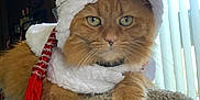 Katie Cat joined the competition — help win amazing prizes! cat, orange_cat, costume, snowman_costume, holiday, festive, indoor, cat_tree, feline, pet, animal, fur, whiskers, paws, window_blinds, carpeted_surface, orange_fur, holiday_decor, cute, serious_expression